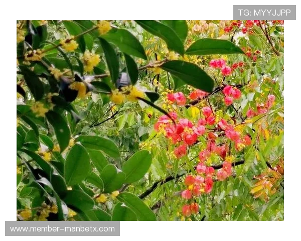 万博max官网客户端下载步骤及常见问题解决方案